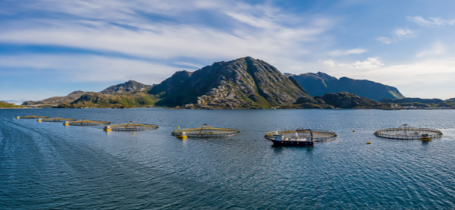 Vista panorámica de jaulas de acuicultura en aguas tranquilas, con montañas al fondo y un bote en el centro, creando un entorno natural para el cultivo de peces